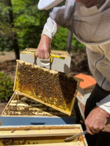 the cliffs bee keeping